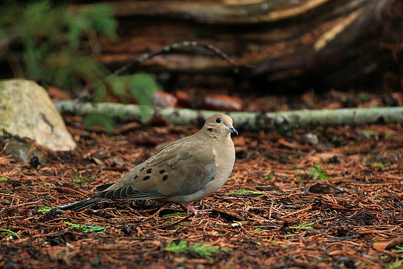 Mourning Dove