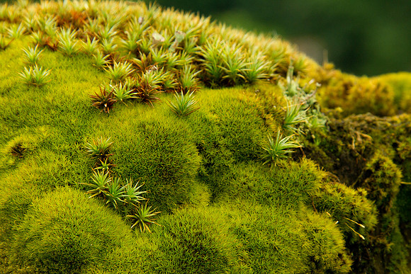 Coral Reef Or Top Of A Fence Post?