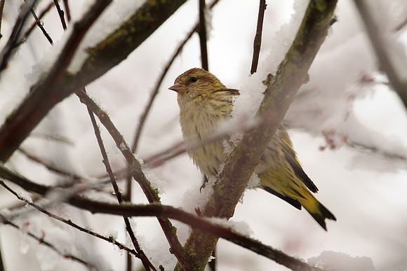 Pine Siskin In The Snow