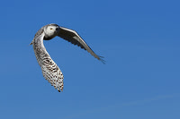 Snowy Owl In Flight
