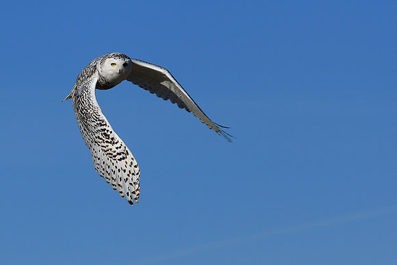 Snowy Owl In Flight