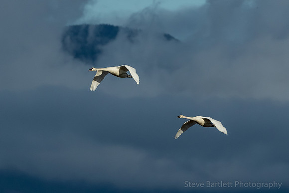 Trumpeter Swans