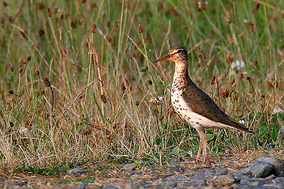 Spotted Sandpiper
