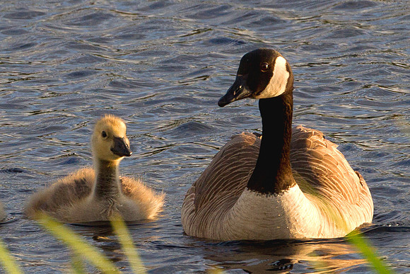 Canadian Goose With Gosling