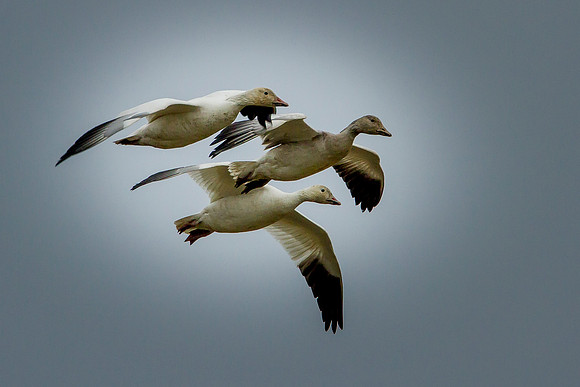 Snow Geese