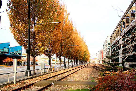 Seattle Autumn Foliage