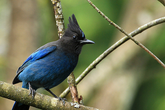 Steller's Jay (Cyanocitta stelleri)