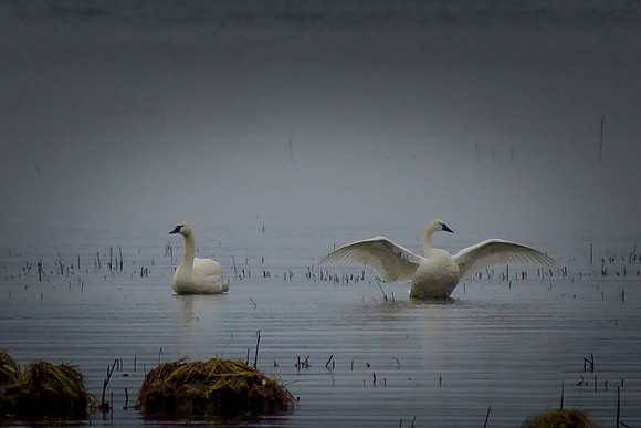 Trumpeter Swans