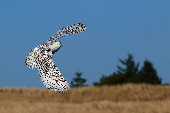Snowy Owl In Flight