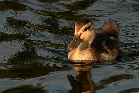 Duckling