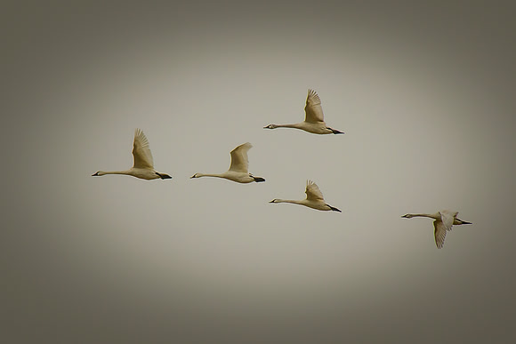 Trumpeter Swans