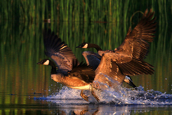 Canadian Geese Landing