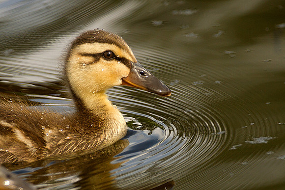 Duckling