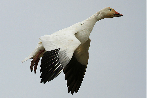 Snow Goose In Flight