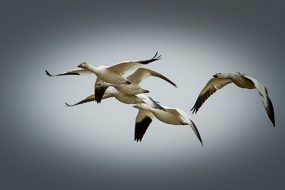 Snow Geese