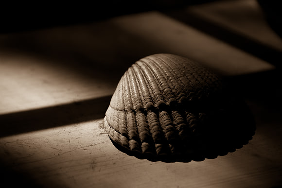 Seashell On A Shelf