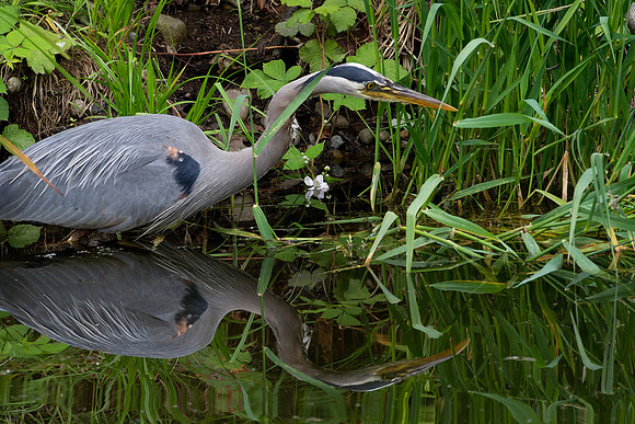 Great Blue Heron
