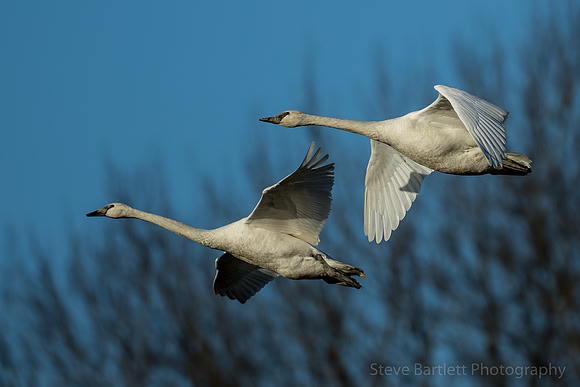 Trumpeter Swans