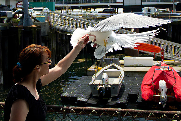 Seattle Waterfront Seagull