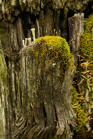 Fungi & Moss On Fence Post
