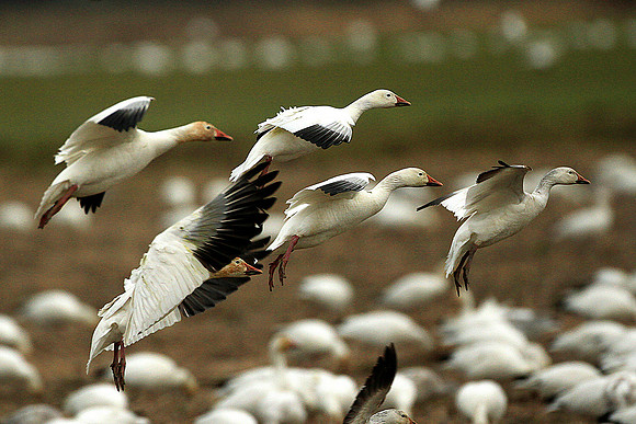 Snow Geese
