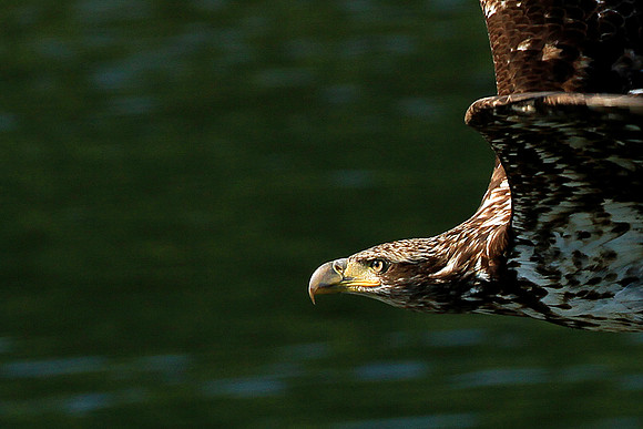 Young Bald Eagle
