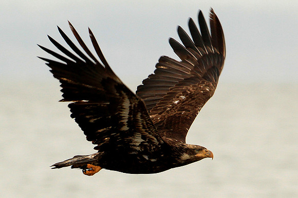 Young Bald Eagle