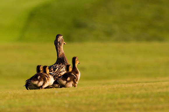 Mallard Hen With Ducklings