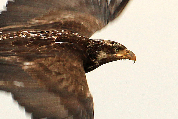 Young Bald Eagle