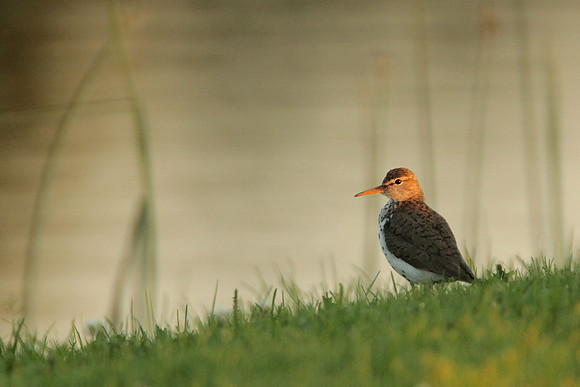 Spotted Sandpiper