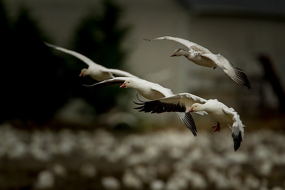 Snow Geese