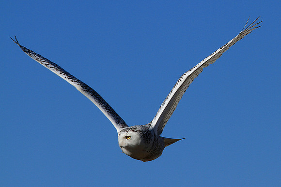 Snowy Owl In Flight