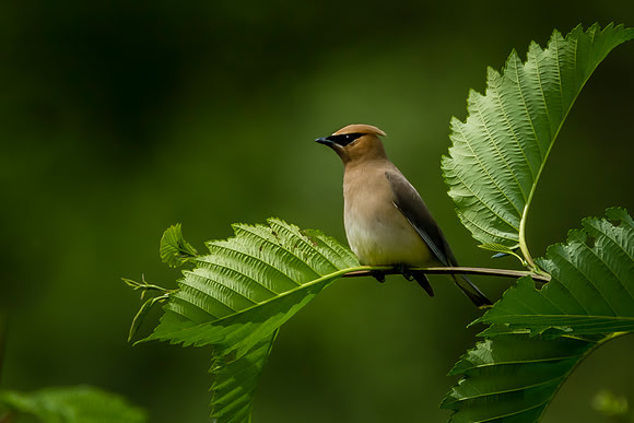Cedar Waxwing