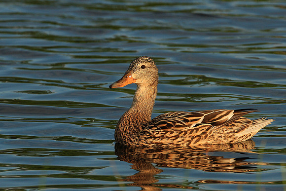 Mallard Hen