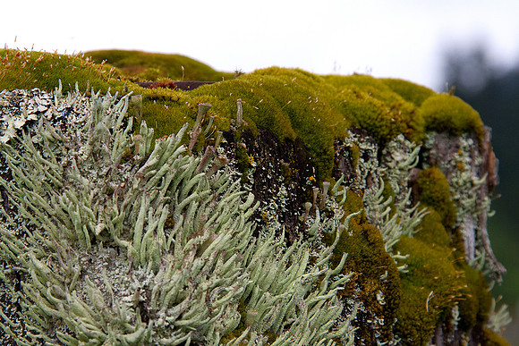 White Cliffs Of Dover Or Top Of A Fence Post?