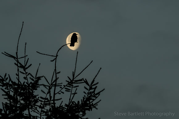 Crow & Moon