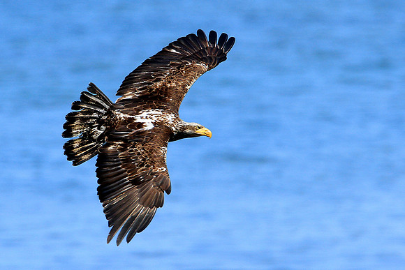 Young Bald Eagle