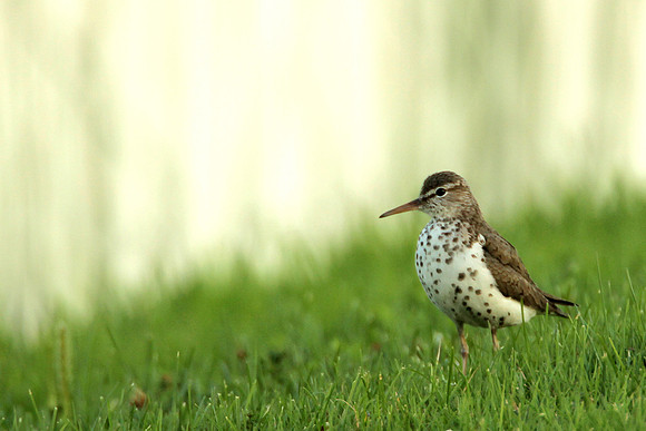 Spotted Sandpiper
