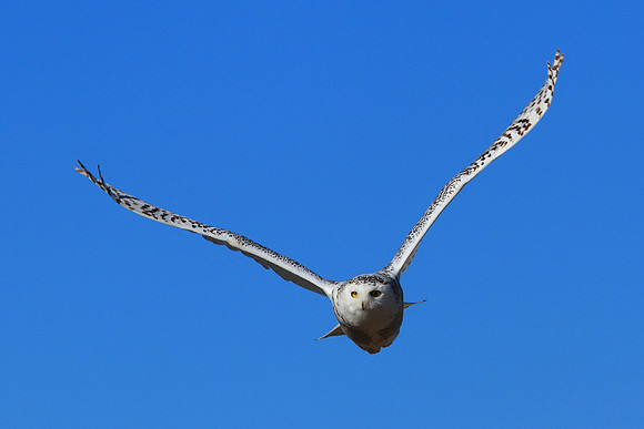 Snowy Owl In Flight
