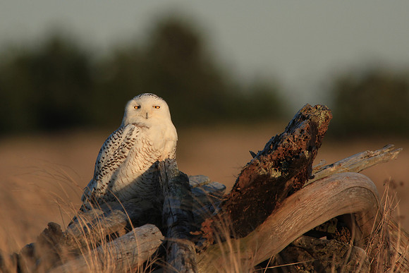 Snowy Owl