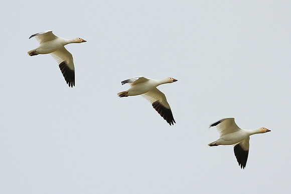 Snow Geese In Flight