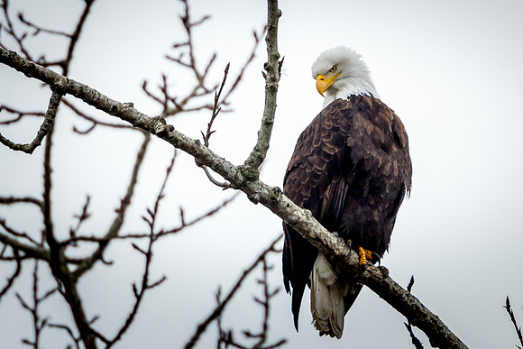 Bald Eagle